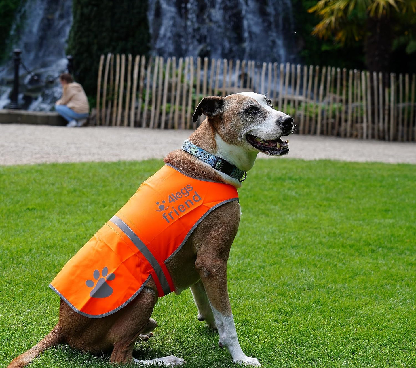 Upgraded Reflective Dog Vest. Hi-Visibility, Fluorescent Blaze Orange Dog Vest Helps Protect Your Best Friend. Safeguard Your PUP from Motorists & Hunting Accidents, on or off Leash by